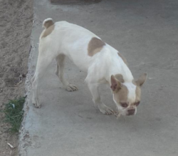 Lost Female Dog last seen J and Balboa and Coronado. Calvary Church., Needles, CA 92363