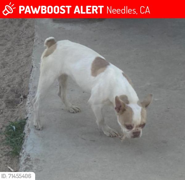 Lost Female Dog last seen J and Balboa and Coronado. Calvary Church., Needles, CA 92363
