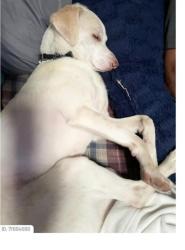 Lost Male Dog last seen Near , Virginia Beach, VA 23453