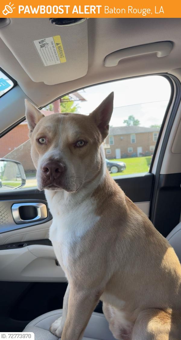 Found/Stray Male Dog last seen Pelican club drive, Baton Rouge, LA 70820