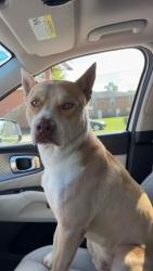 Found/Stray Male Dog last seen Pelican club drive, Baton Rouge, LA 70820