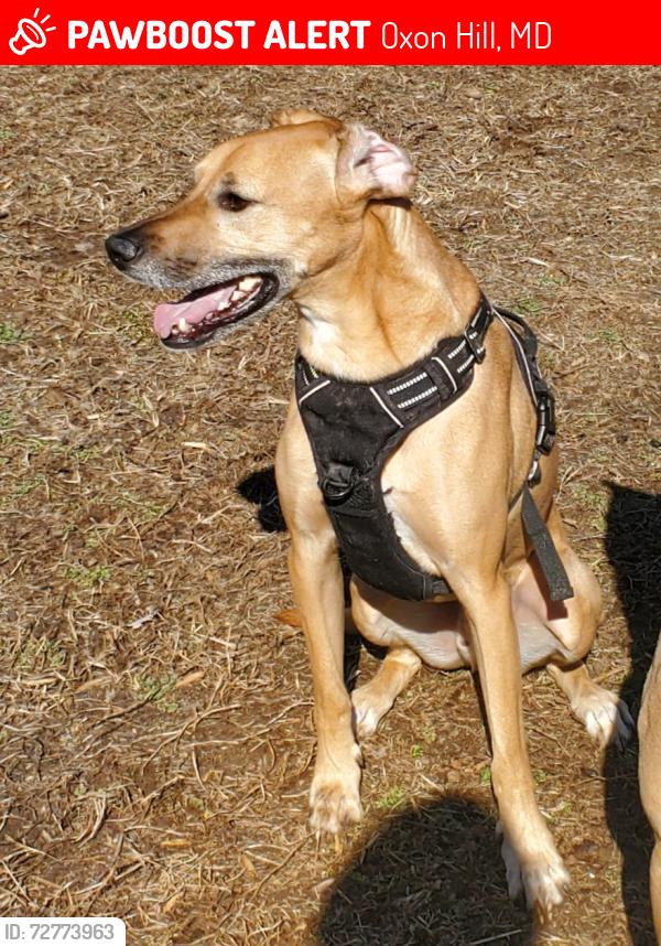 Lost Male Dog last seen Virginia Avenue and st. Barnabas rd, Oxon Hill, MD 20745