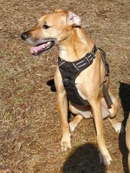 Lost Male Dog last seen Virginia Avenue and st. Barnabas rd, Oxon Hill, MD 20745