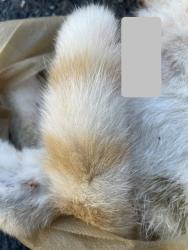 Found/Stray Unknown Cat last seen Near 64 Ave, Surrey, BC V3S 1Y9, Surrey, BC V3S 1Y9