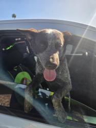 Found/Stray Male Dog last seen N Horne st, Mesa, AZ 85203