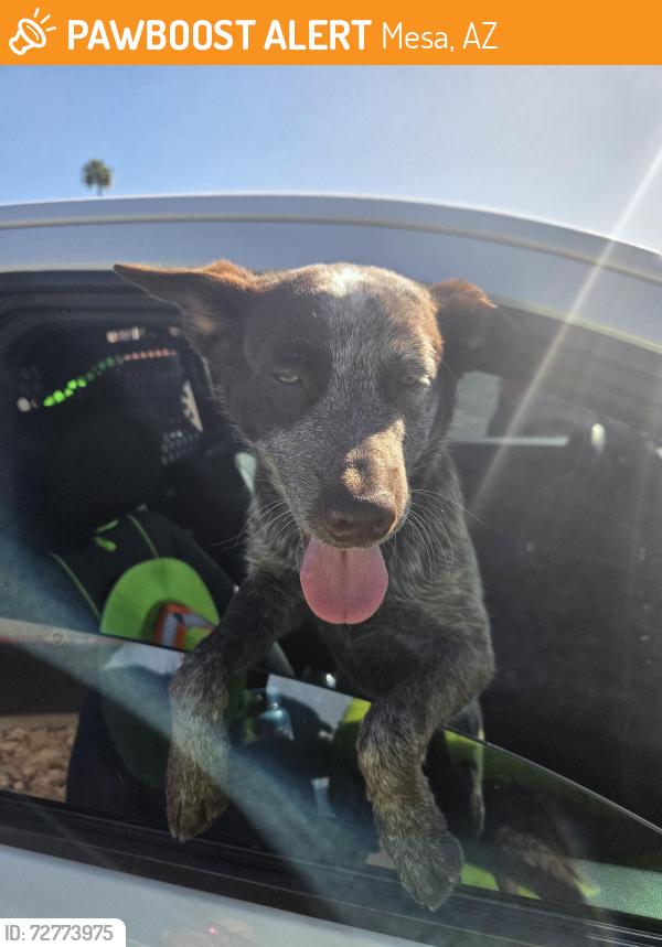 Found/Stray Male Dog last seen N Horne st, Mesa, AZ 85203