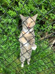 Found/Stray Unknown Cat last seen Salem Road , Weaverville, NC 28787