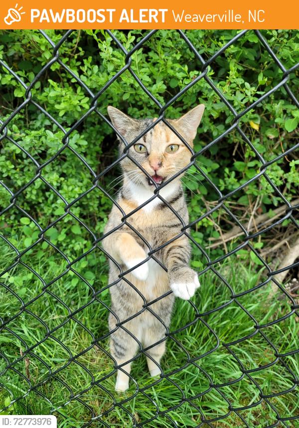 Found/Stray Unknown Cat last seen Salem Road , Weaverville, NC 28787