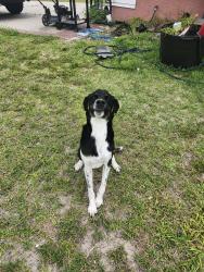 Found/Stray Male Dog last seen Bayside lakes, Palm Bay, FL 32905