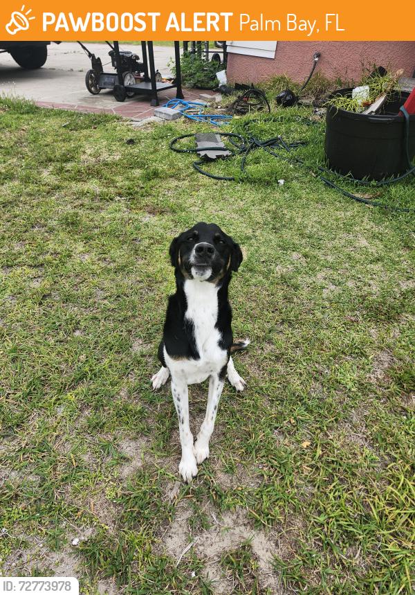 Found/Stray Male Dog last seen Bayside lakes, Palm Bay, FL 32905