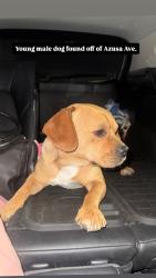 Found/Stray Male Dog last seen First st and Azusa ave, Azusa, CA 91702