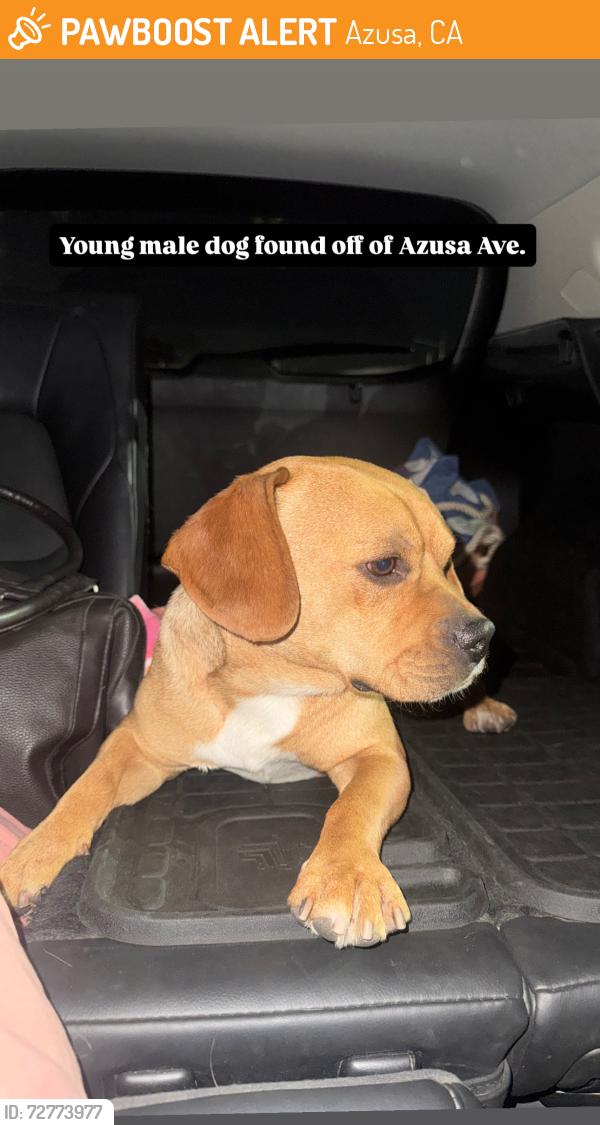 Found/Stray Male Dog last seen First st and Azusa ave, Azusa, CA 91702
