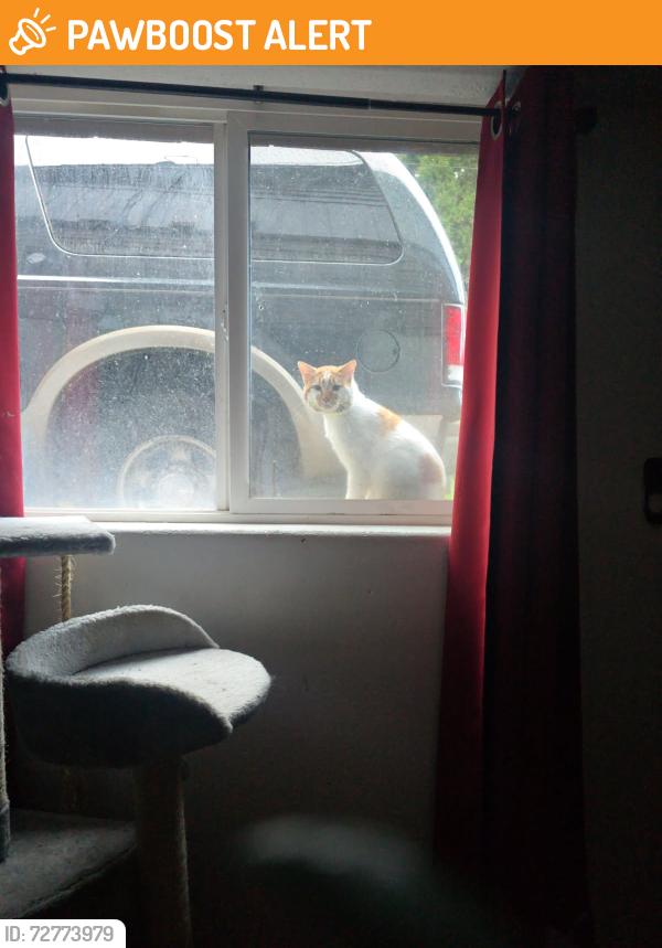 Found/Stray Male Cat last seen Near St. Pius Church/ Water tower, Mountlake Terrace, WA 98043