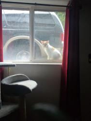 Found/Stray Male Cat last seen Near St. Pius Church/ Water tower, Mountlake Terrace, WA 98043