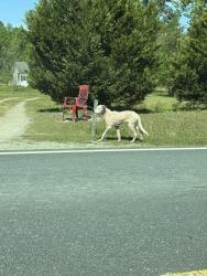 Found/Stray Unknown Dog last seen Willet rd , lemon springs/sanford , Sanford, NC 27332