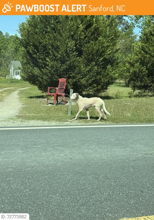 Found/Stray Unknown Dog last seen Willet rd , lemon springs/sanford , Sanford, NC 27332