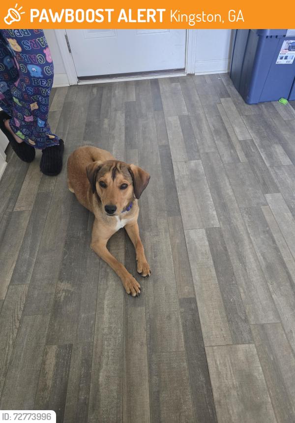 Found/Stray Male Dog last seen Kingston Park Subdivision , Kingston, GA 30145