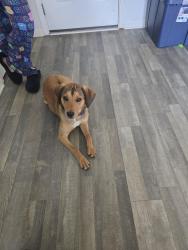 Found/Stray Male Dog last seen Kingston Park Subdivision , Kingston, GA 30145