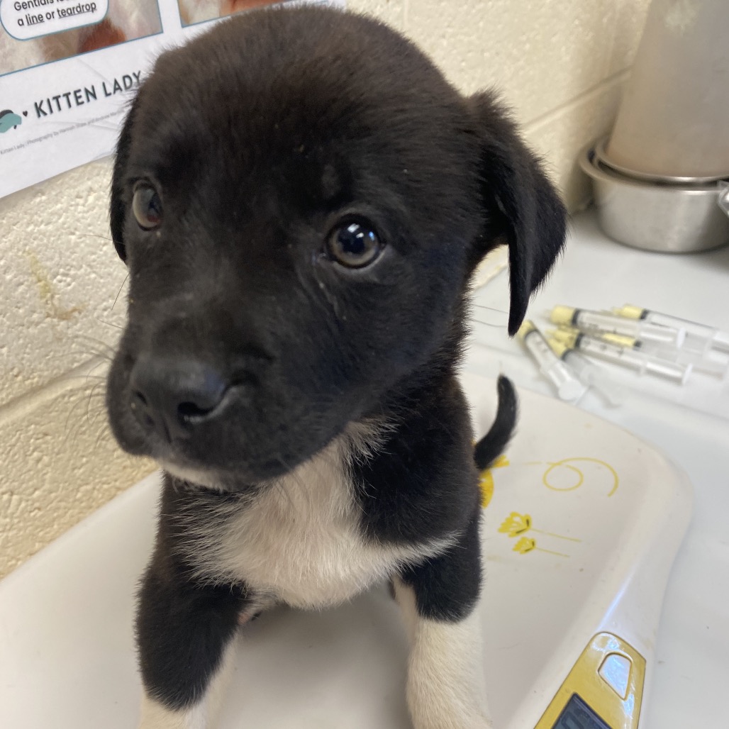 Shelter Stray Male Dog last seen , Memphis, TN 38133