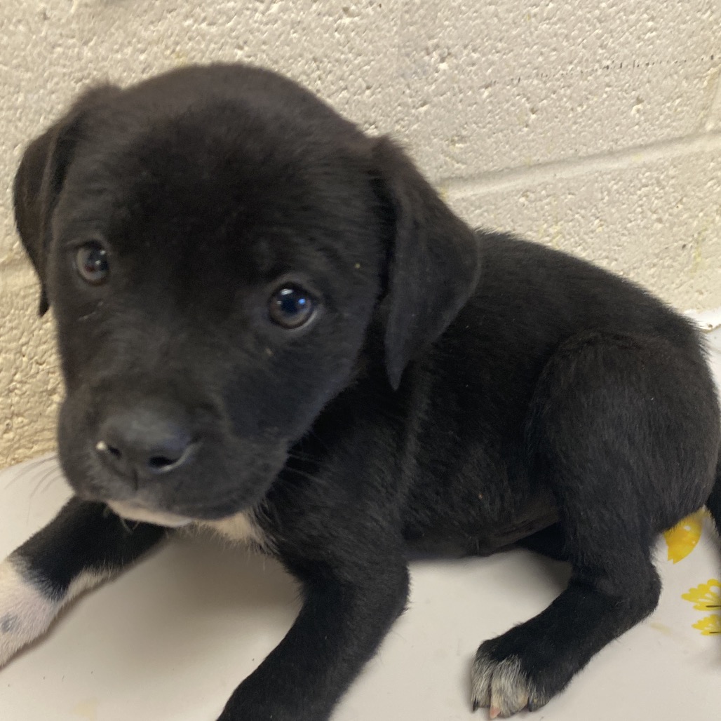 Shelter Stray Male Dog last seen , Memphis, TN 38133
