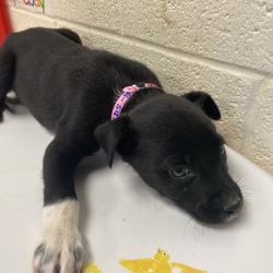 Shelter Stray Female Dog last seen , Memphis, TN 38133