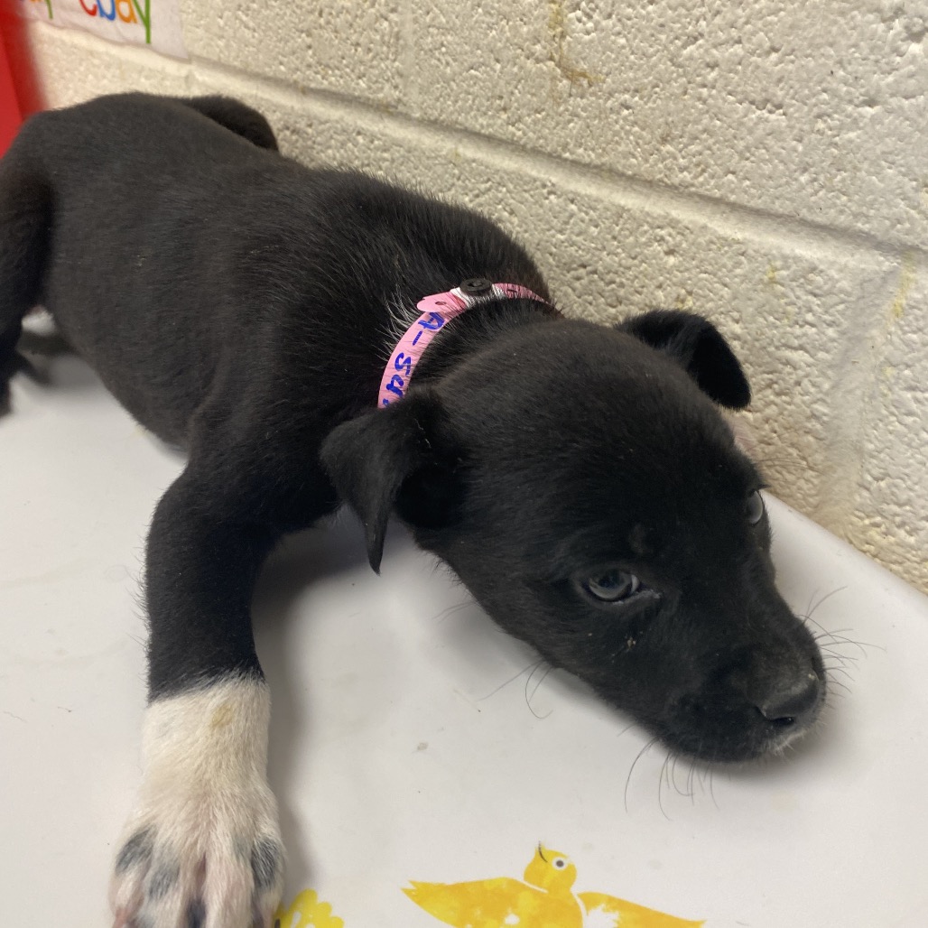 Shelter Stray Female Dog last seen , Memphis, TN 38133