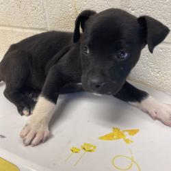 Shelter Stray Male Dog last seen , Memphis, TN 38133