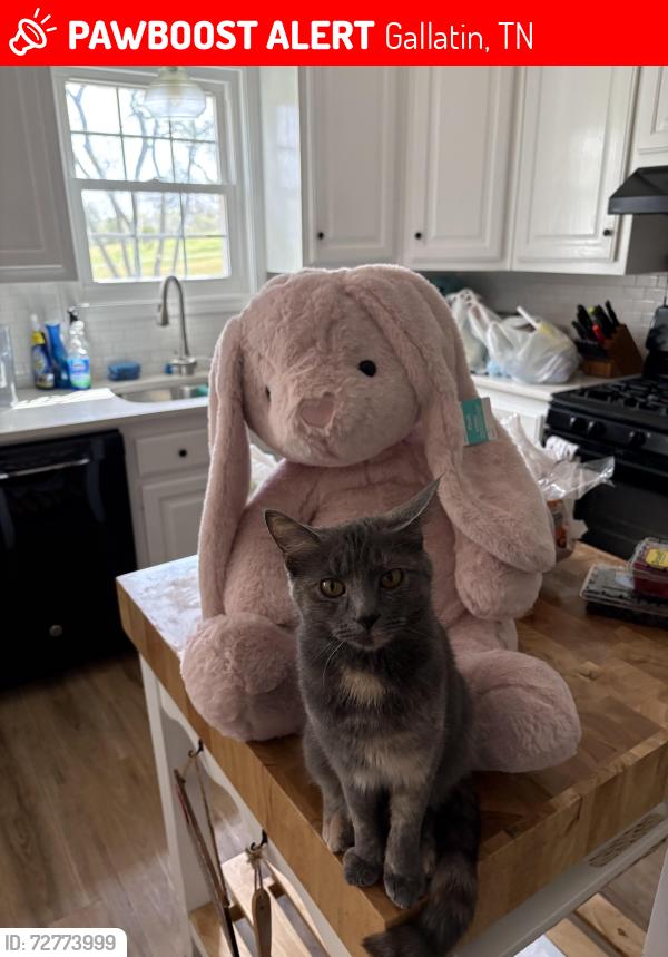 Lost Female Cat last seen Eagle Creek and Golf course, Gallatin, TN 37066