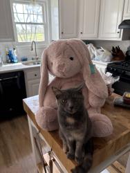 Lost Female Cat last seen Eagle Creek and Golf course, Gallatin, TN 37066