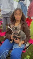 Lost Female Dog last seen Meadowcroft st, Houston, TX 77063