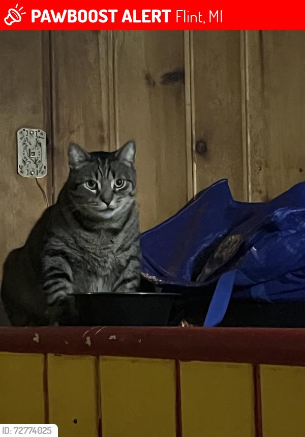 Lost Male Cat last seen Ohio and maplewood ave, Flint, MI 48506