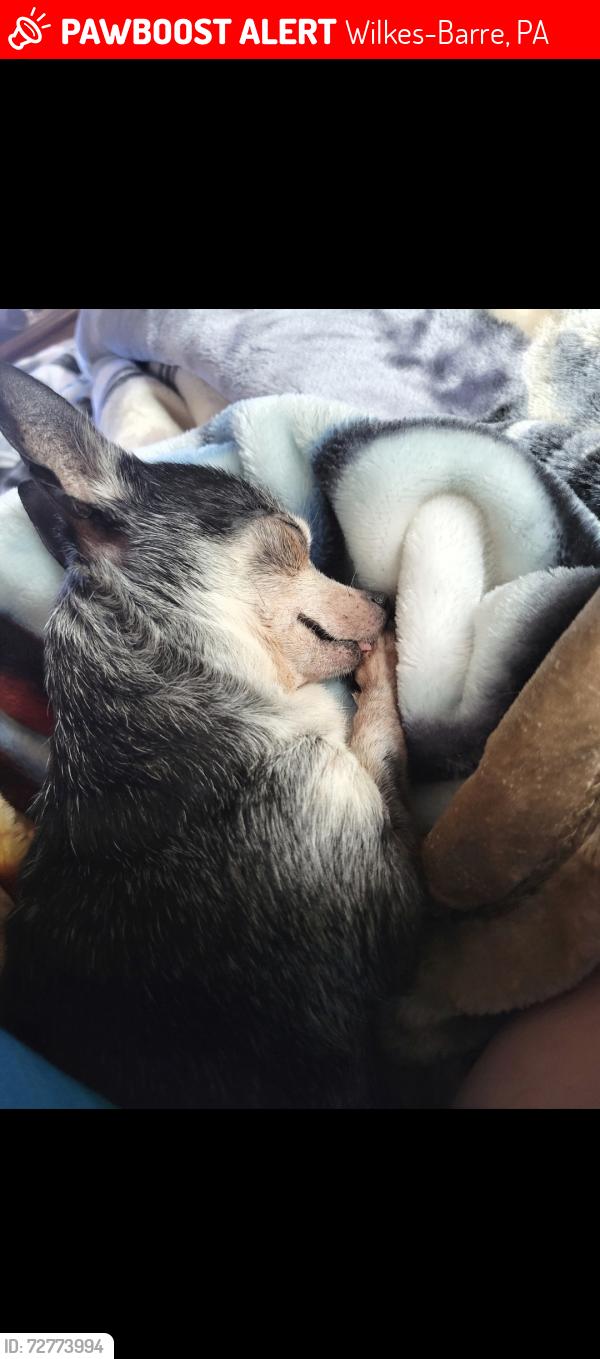 Lost Female Dog last seen Poplar st, plains pa, Wilkes-Barre, PA 18705
