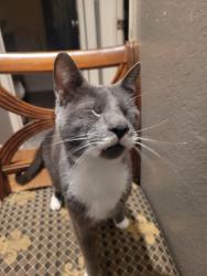 Lost Male Cat last seen Gibson, Plover,, San Diego, CA 92114