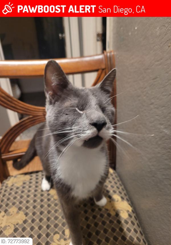 Lost Male Cat last seen Gibson, Plover,, San Diego, CA 92114