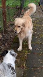 Found/Stray Male Dog last seen Lela Lane and Jette, Aloha, OR 97006