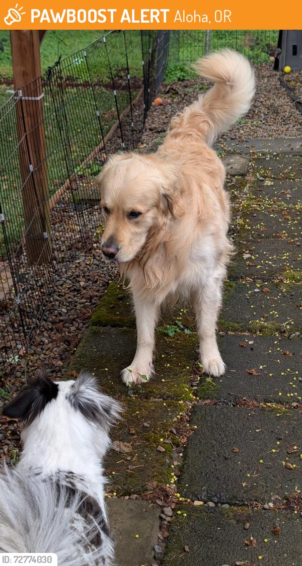 Found/Stray Male Dog last seen Lela Lane and Jette, Aloha, OR 97006