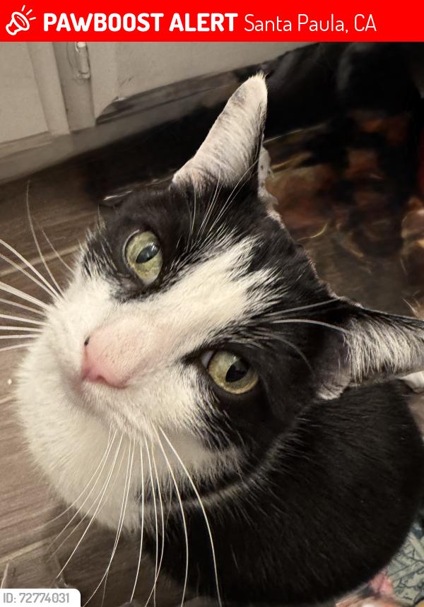 Lost Male Cat last seen Guiberson, Santa Paula, CA 93060
