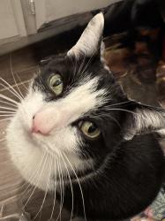 Lost Male Cat last seen Guiberson, Santa Paula, CA 93060