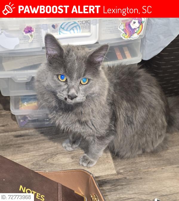 Lost Female Cat last seen Wildlife, Zenker, Industerial, and Barr, Lexington, SC 29072