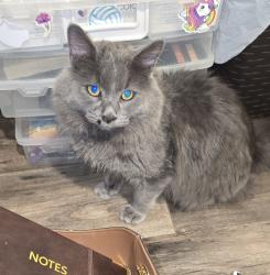 Lost Female Cat last seen Wildlife, Zenker, Industerial, and Barr, Lexington, SC 29072