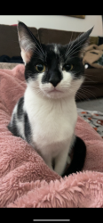Lost Male Cat last seen Morrins close great wakering , Essex, England SS3