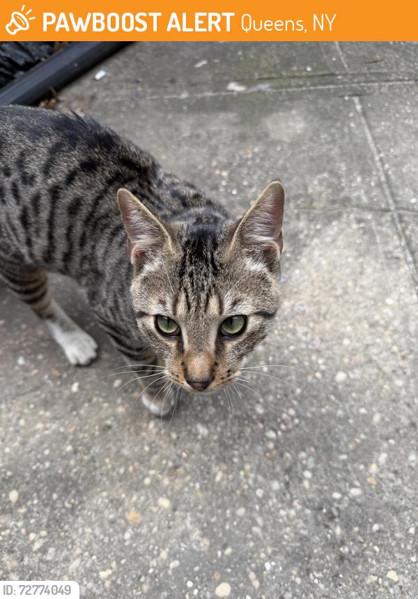 Found/Stray Male Cat last seen Dartmouth street and 68th Avenue, Queens, NY 11375