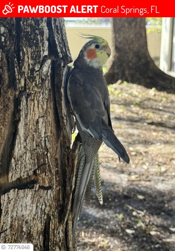 Lost Male Bird last seen University and Ramblewood , Coral Springs, FL 33071
