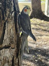 Lost Male Bird last seen University and Ramblewood , Coral Springs, FL 33071