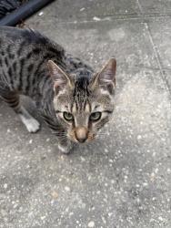 Found/Stray Male Cat last seen Dartmouth street and 68th Avenue, Queens, NY 11375