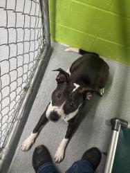 Found/Stray Female Dog last seen Hefner, The Village, OK 73120