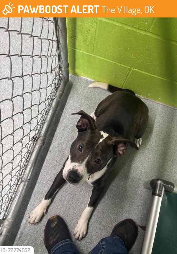 Found/Stray Female Dog last seen Hefner, The Village, OK 73120