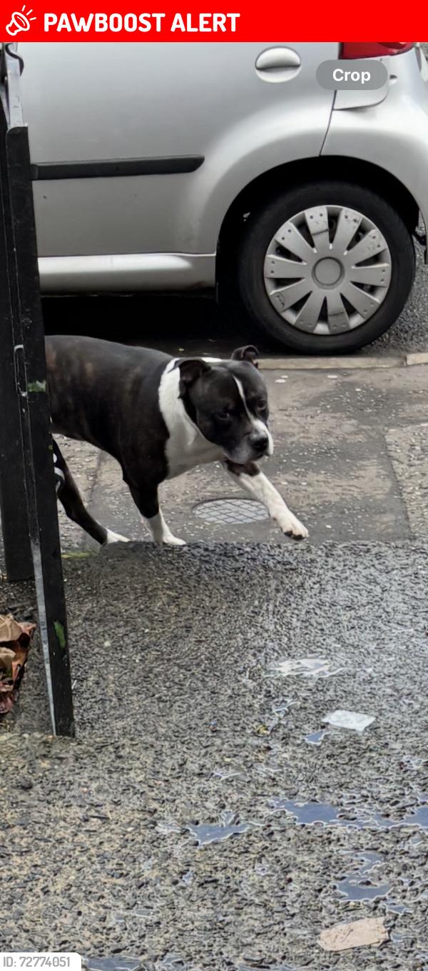 Lost Male Dog last seen Shore road belfast, Belfast, Northern Ireland 
