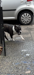 Lost Male Dog last seen Shore road belfast, Belfast, Northern Ireland 