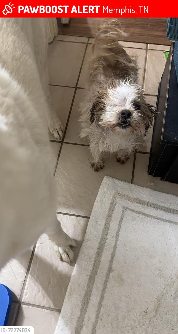 Lost Male Dog last seen Hardwood trail , Memphis, TN 38016